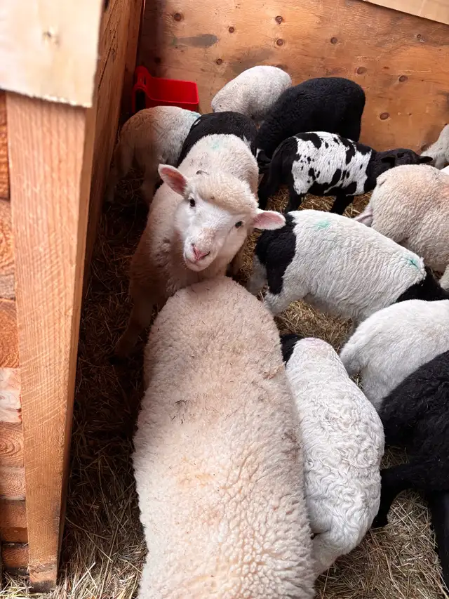 mix flock of ram lambs - Photo 5
