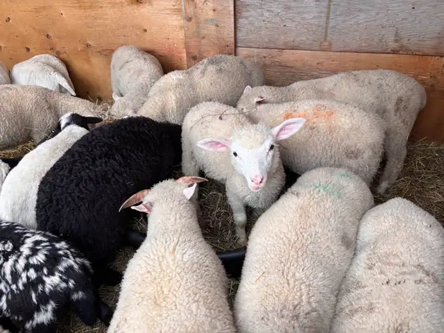 mix flock of ram lambs - Photo 6