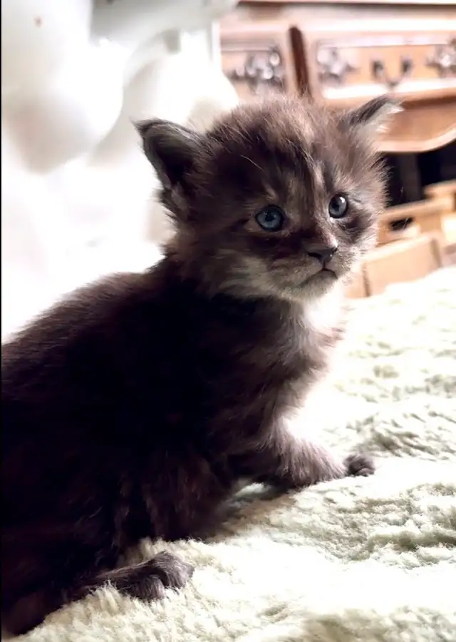 Maine Coon kittens 1 Ready Now & June Reservation - Photo 5