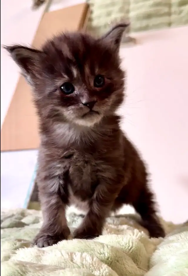 Maine Coon kittens 1 Ready Now & June Reservation - Photo 8