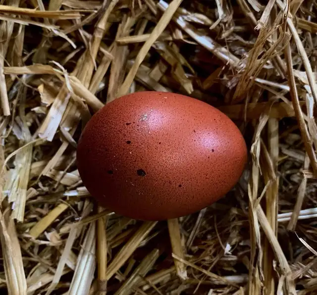 BLACK COPPER MARAN - Photo 2