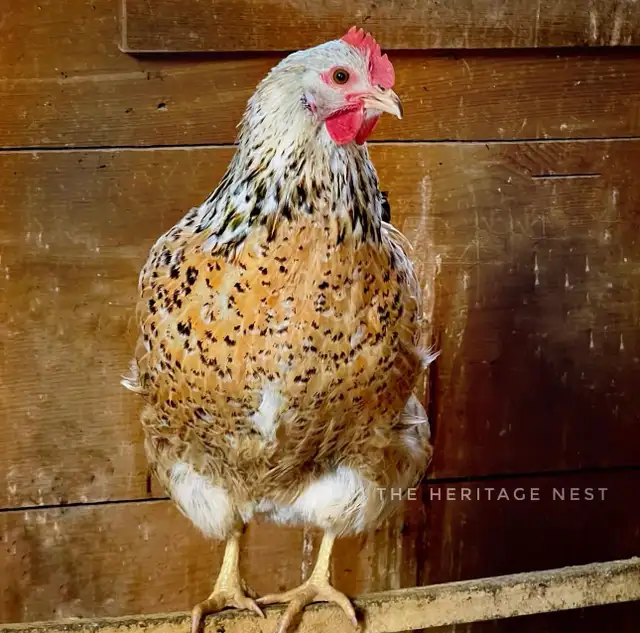 SWEDISH FLOWER HENS - Photo 2