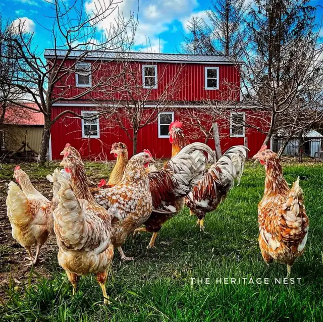 SWEDISH FLOWER HENS - Photo 4