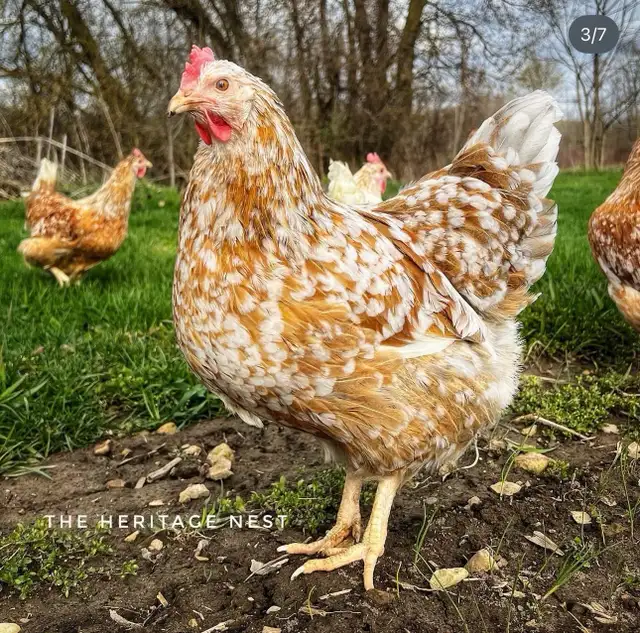 SWEDISH FLOWER HENS - Photo 6