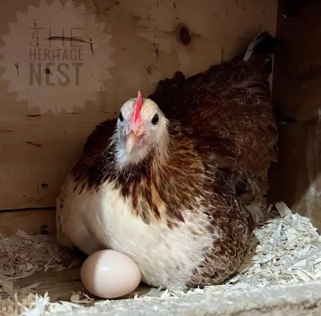 SWEDISH FLOWER HENS - Photo 8