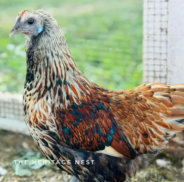 MOSAIC CHICKENS - Photo 2