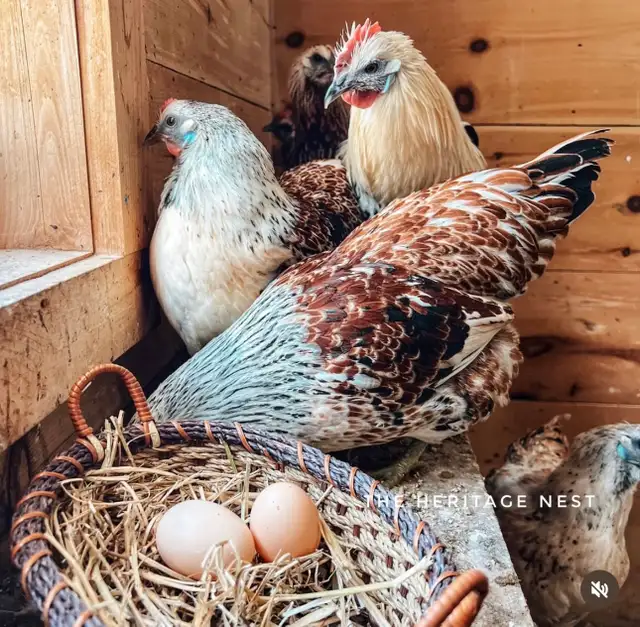 MOSAIC CHICKENS - Photo 3