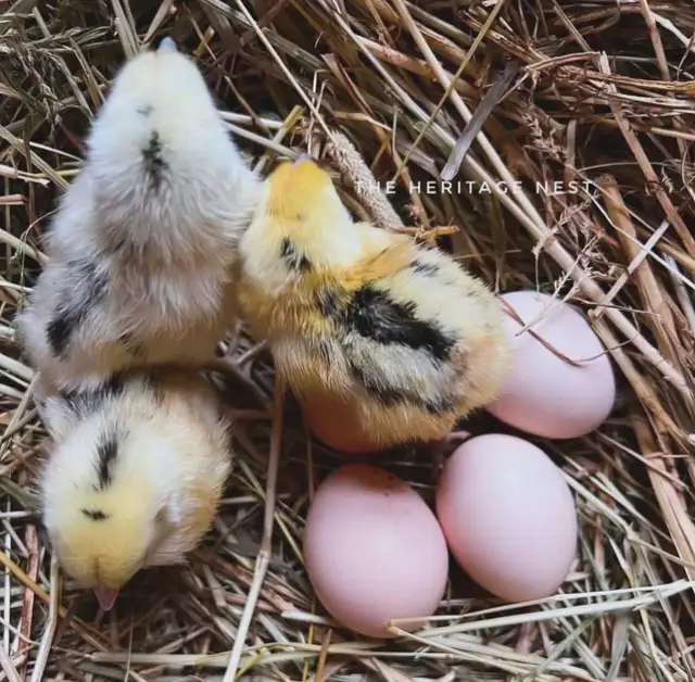 MOSAIC CHICKENS - Photo 4