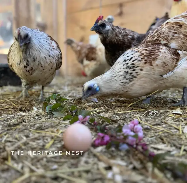 MOSAIC CHICKENS - Photo 5