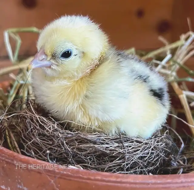 MOSAIC CHICKENS - Photo 6