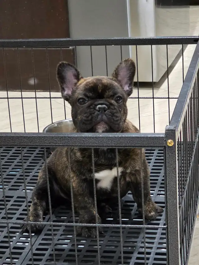 French bulldog puppy !!!