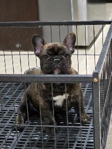 French bulldog puppy !!!
