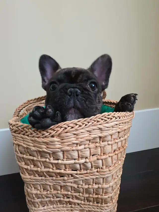 French bulldog puppy !!! - Photo 2