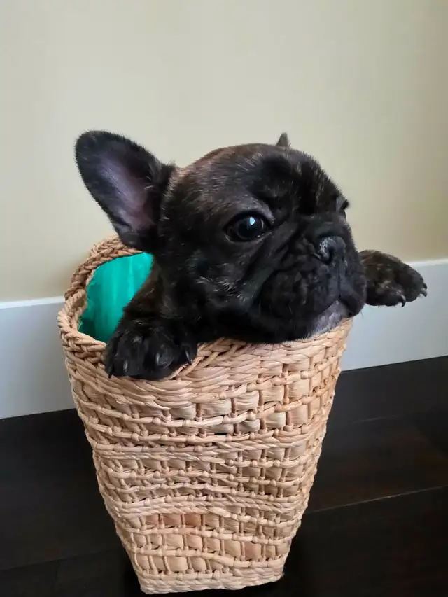 French bulldog puppy !!! - Photo 3