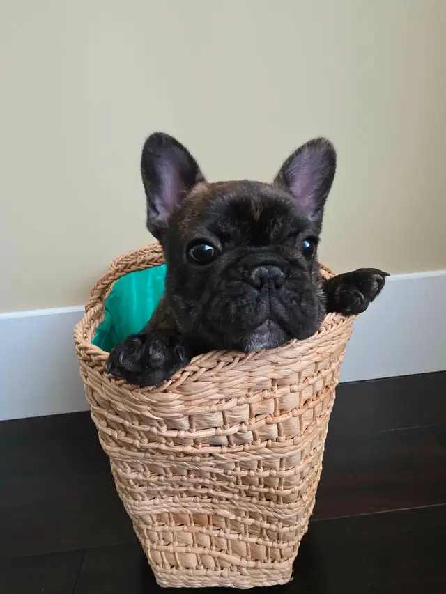 French bulldog puppy !!! - Photo 4