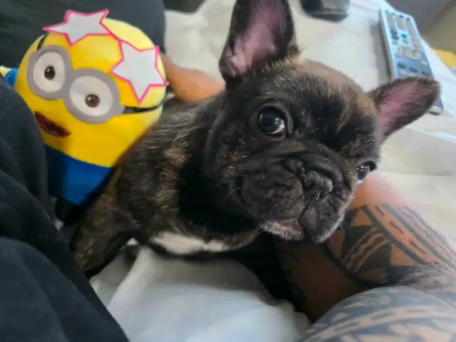 French bulldog puppy !!! - Photo 5
