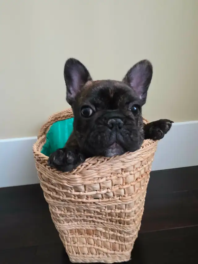 French bulldog puppy !!! - Photo 6