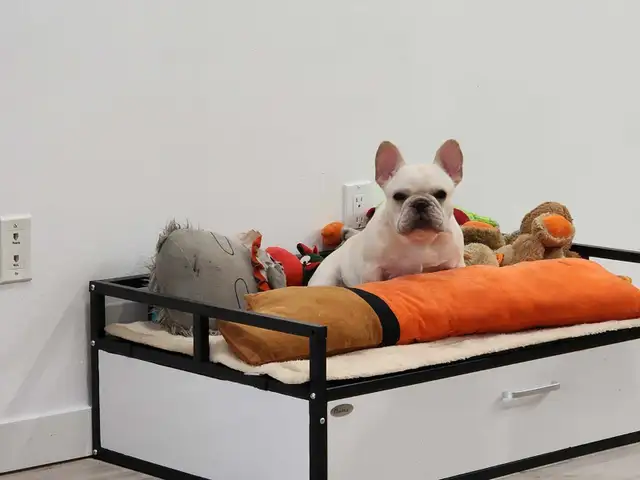 French bulldog puppy !!! - Photo 7