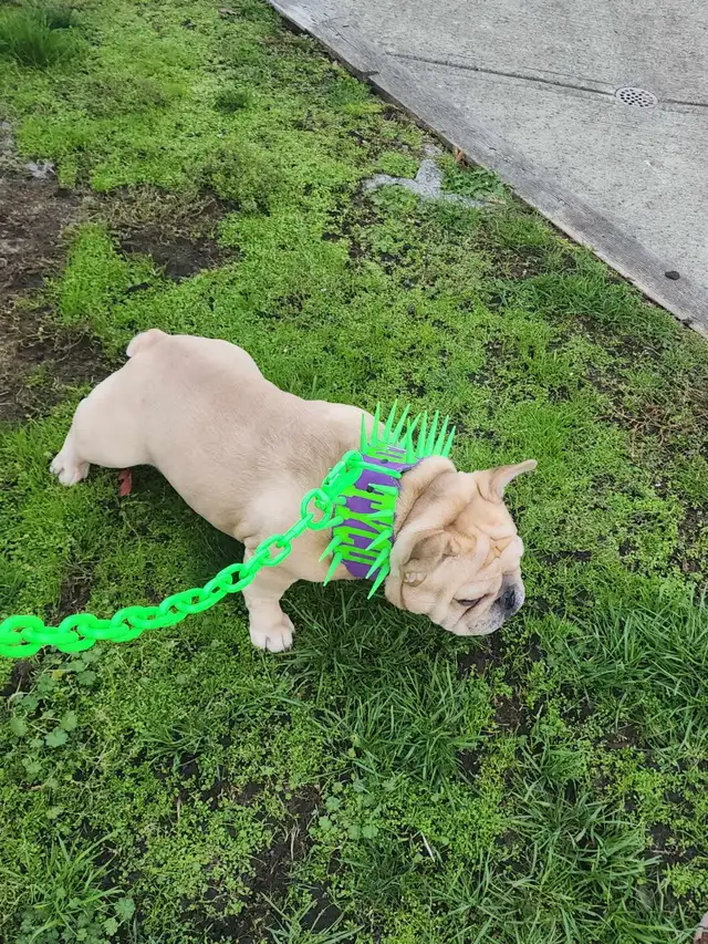 French bulldog puppy !!! - Photo 8