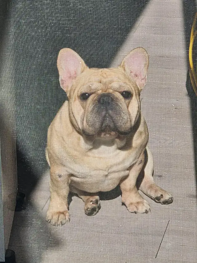 French bulldog puppy !!! - Photo 9