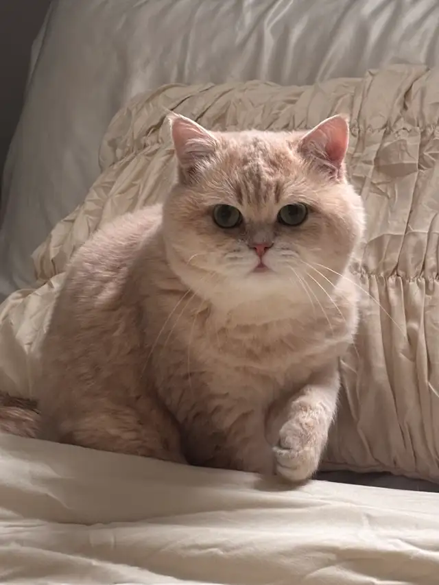 British short hair Boy FOR BRDiNG