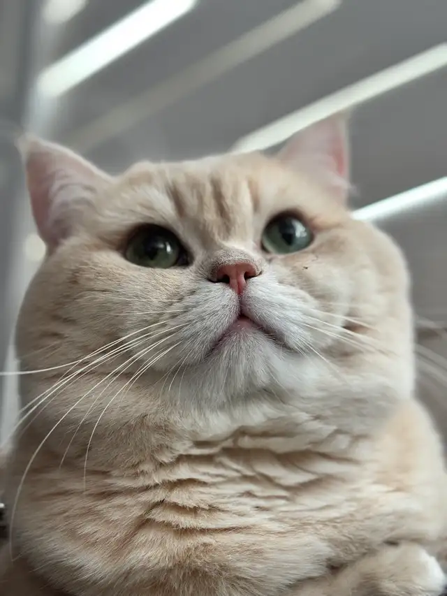 British short hair Boy FOR BRDiNG - Photo 2