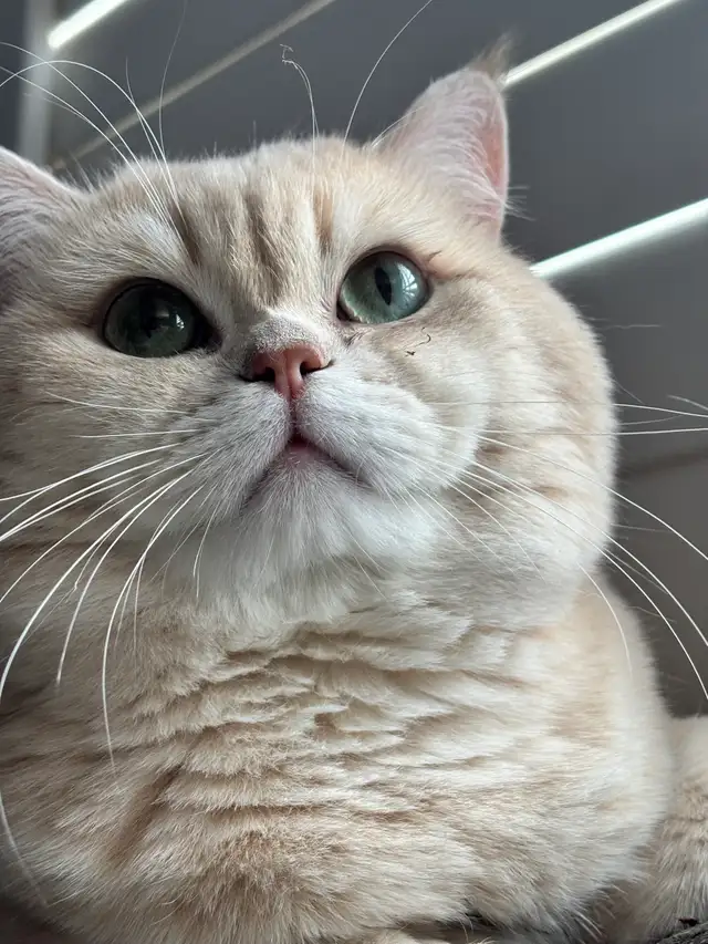 British short hair Boy FOR BRDiNG - Photo 3