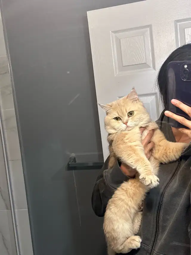 British short hair Boy FOR BRDiNG - Photo 4