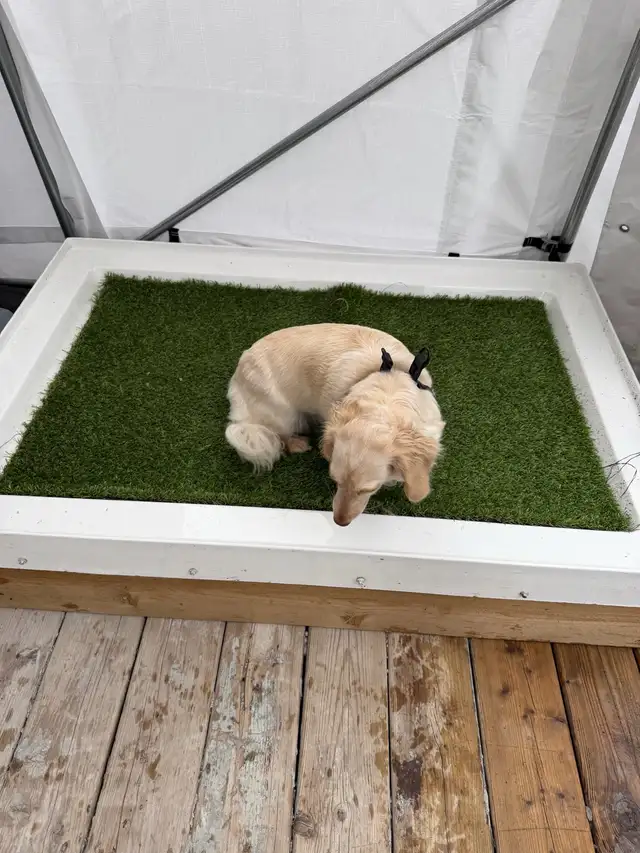 pipi-pad pour chien entraînement