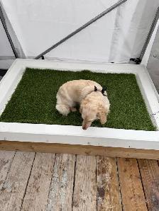 pipi-pad pour chien entraînement