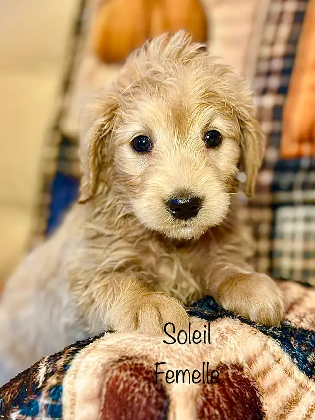CHIOTS GOLDENDOODLE PUPPIES F1