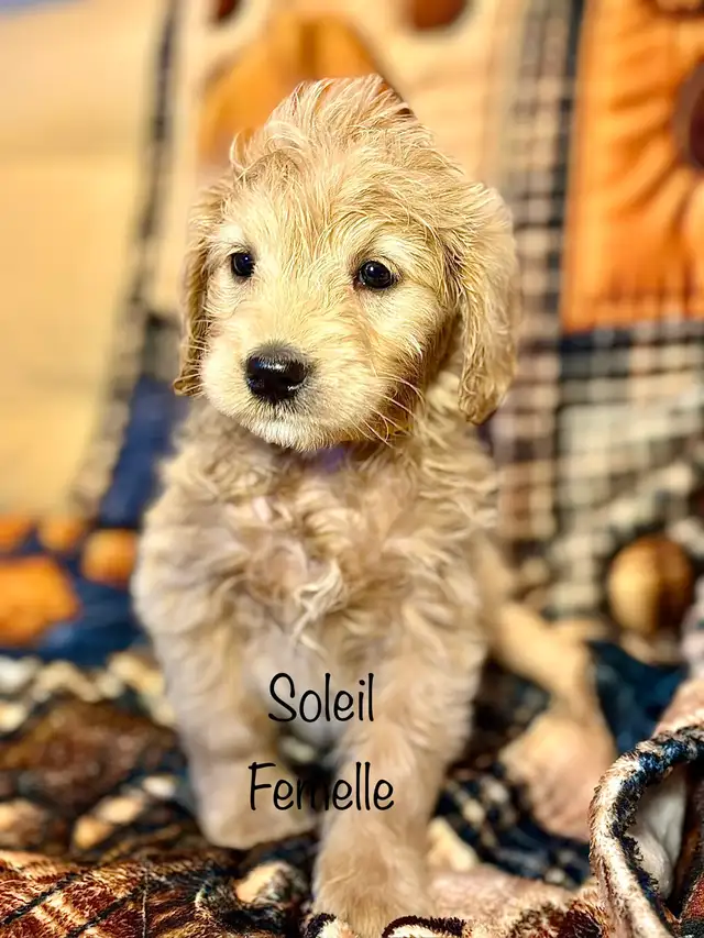 CHIOTS GOLDENDOODLE PUPPIES F1 - Photo 2