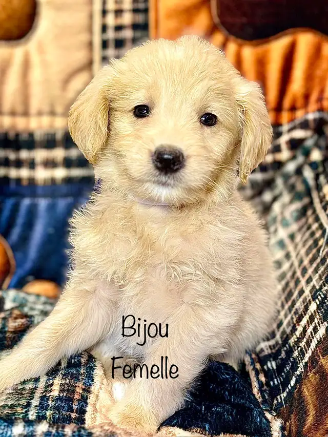 CHIOTS GOLDENDOODLE PUPPIES F1 - Photo 3