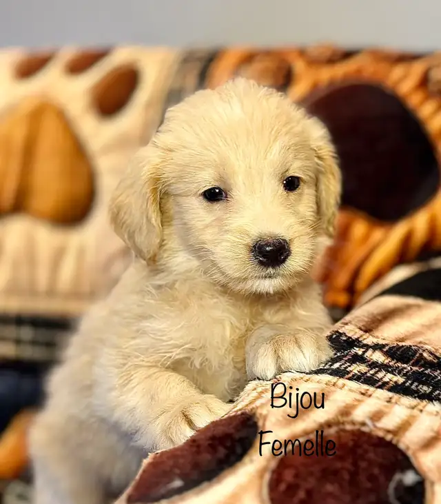 CHIOTS GOLDENDOODLE PUPPIES F1 - Photo 4