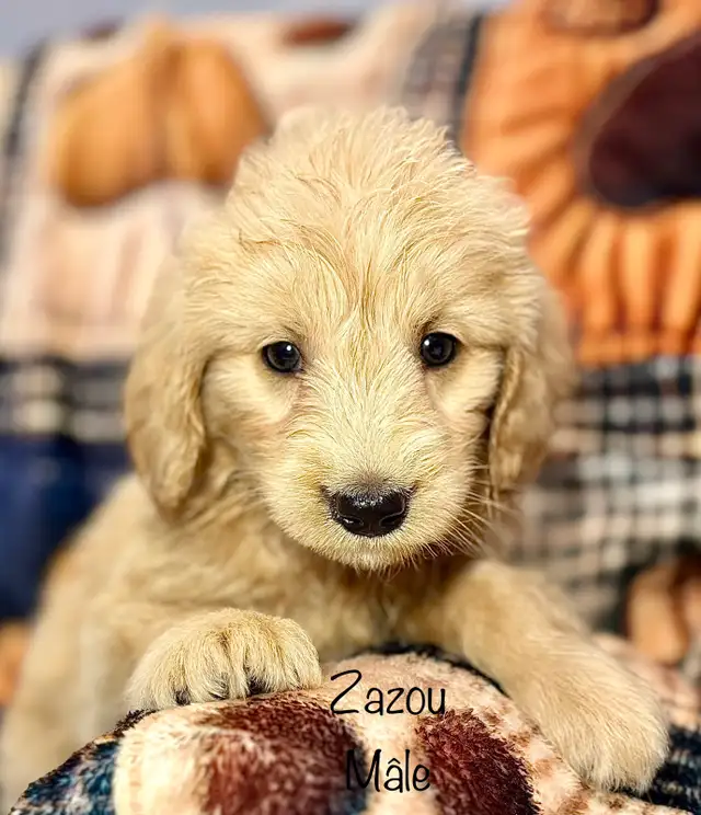 CHIOTS GOLDENDOODLE PUPPIES F1 - Photo 5