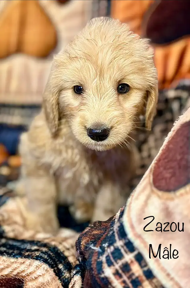 CHIOTS GOLDENDOODLE PUPPIES F1 - Photo 6