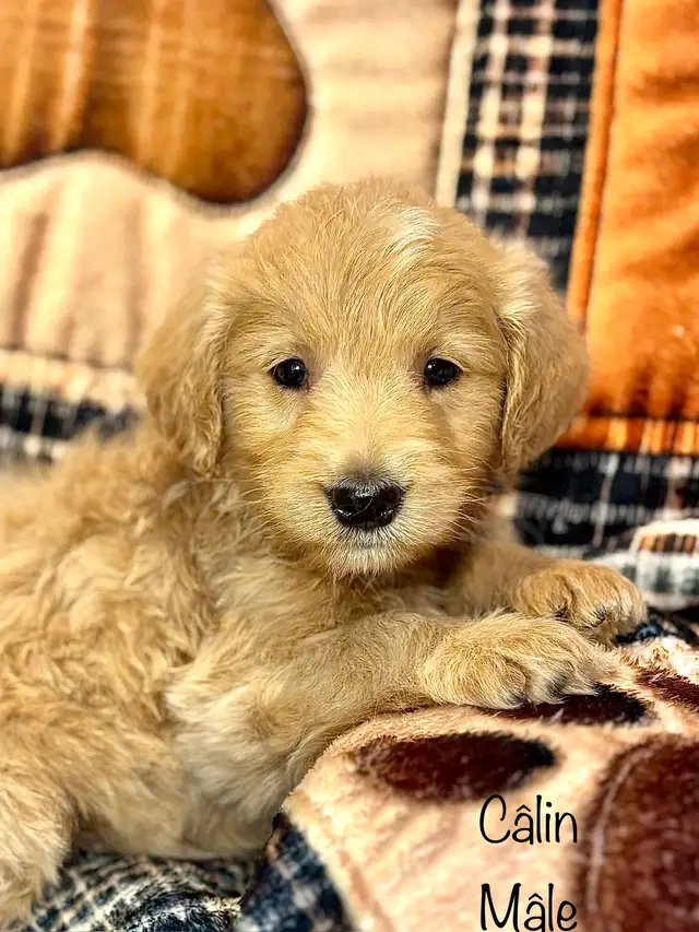 CHIOTS GOLDENDOODLE PUPPIES F1 - Photo 7