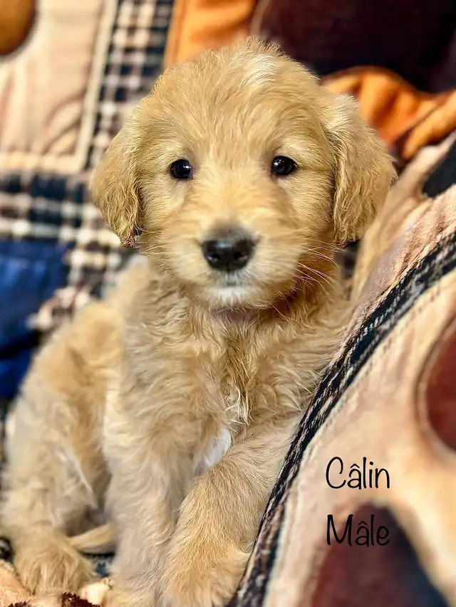 CHIOTS GOLDENDOODLE PUPPIES F1 - Photo 8