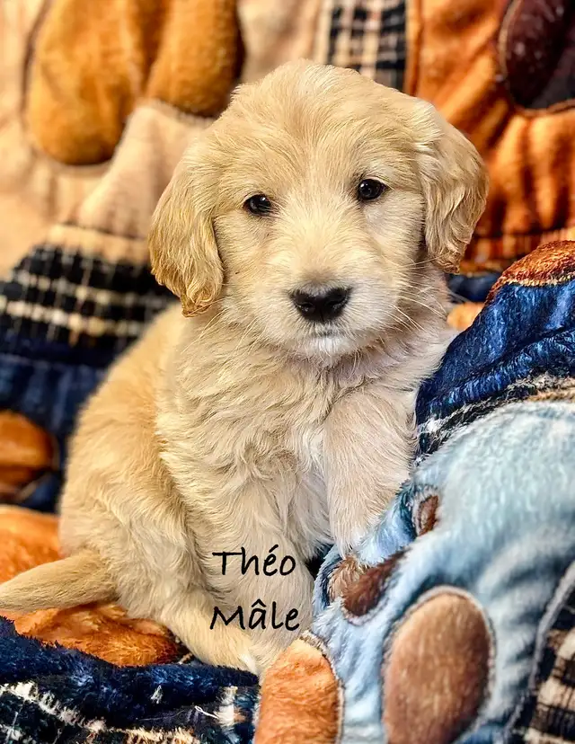 CHIOTS GOLDENDOODLE PUPPIES F1 - Photo 9