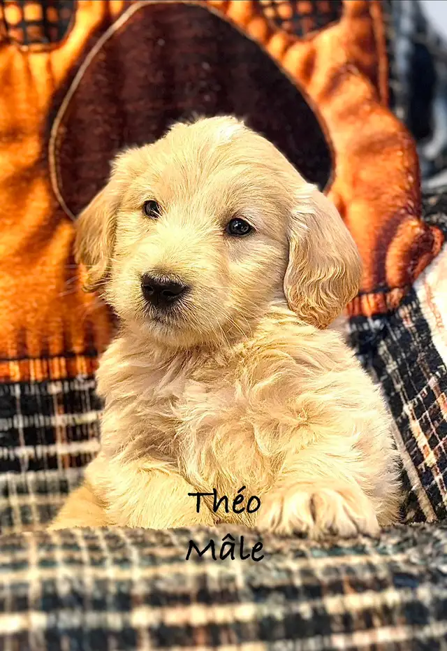 CHIOTS GOLDENDOODLE PUPPIES F1 - Photo 10