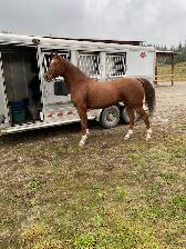 Horse for sale