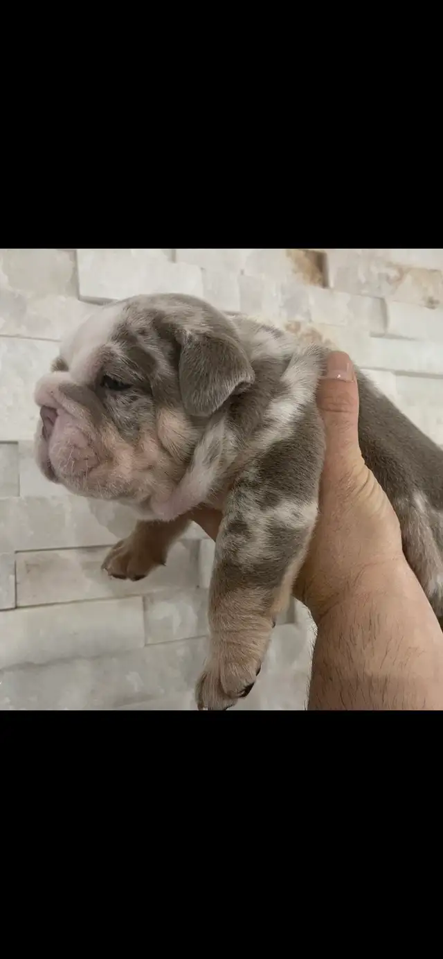 rare color English bulldog pups