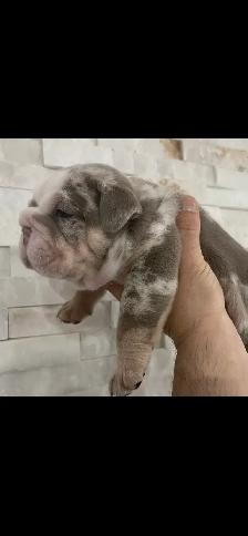 rare color English bulldog pups