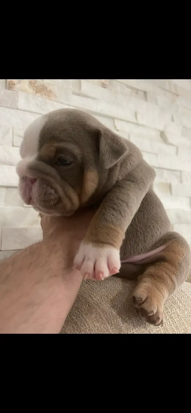 rare color English bulldog pups - Photo 2