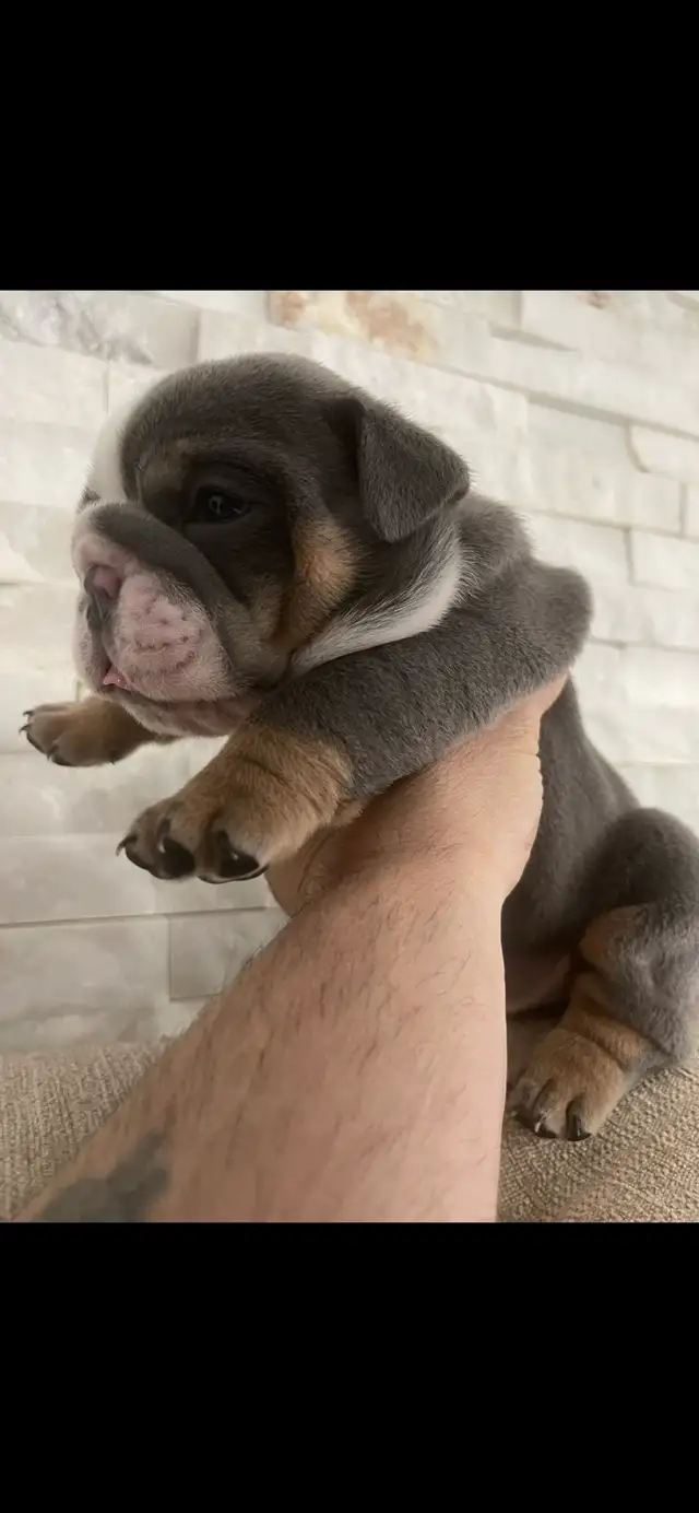 rare color English bulldog pups - Photo 3