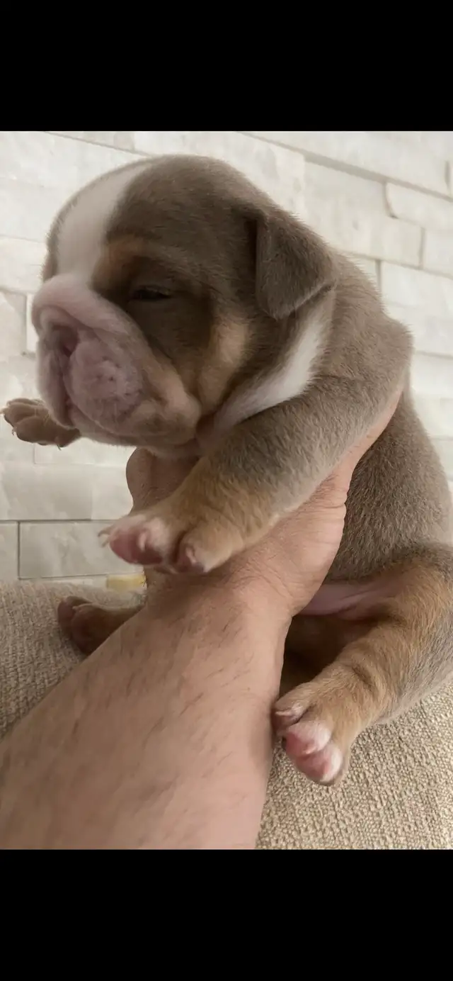rare color English bulldog pups - Photo 4