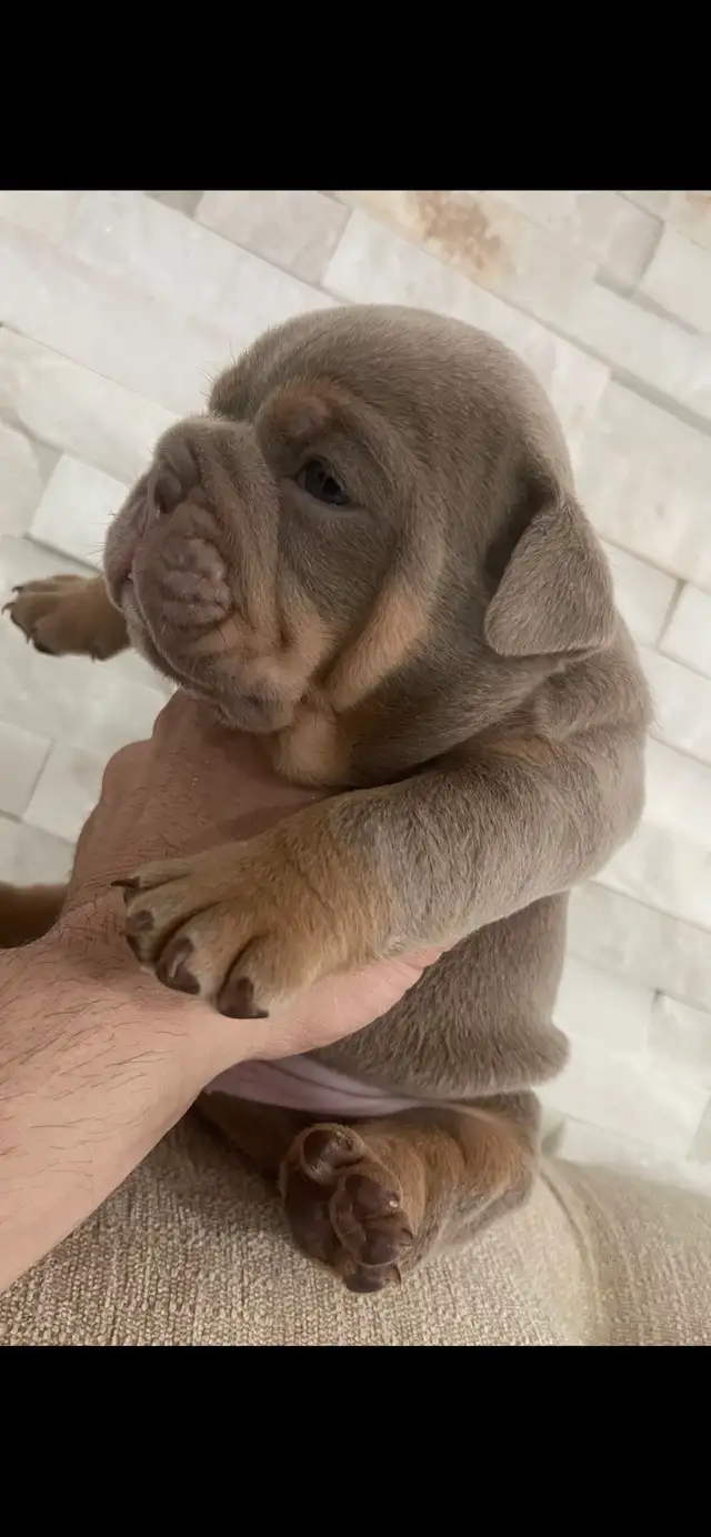 rare color English bulldog pups - Photo 5