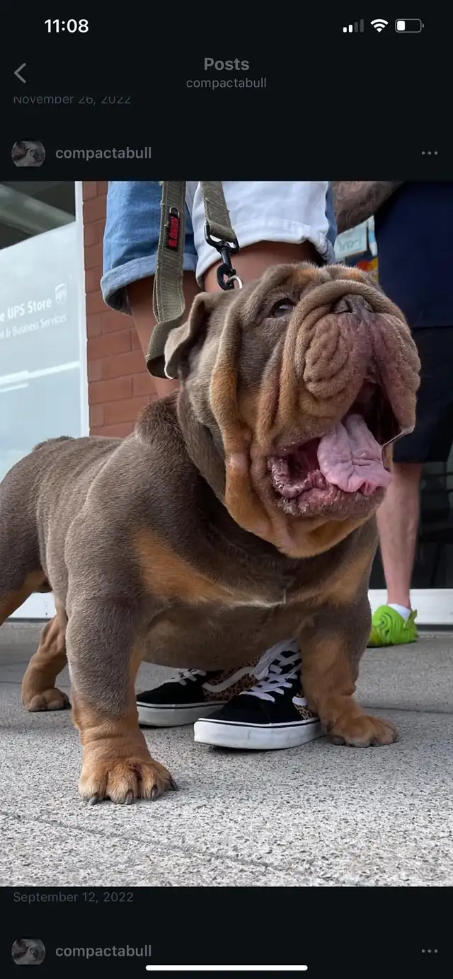 rare color English bulldog pups - Photo 6