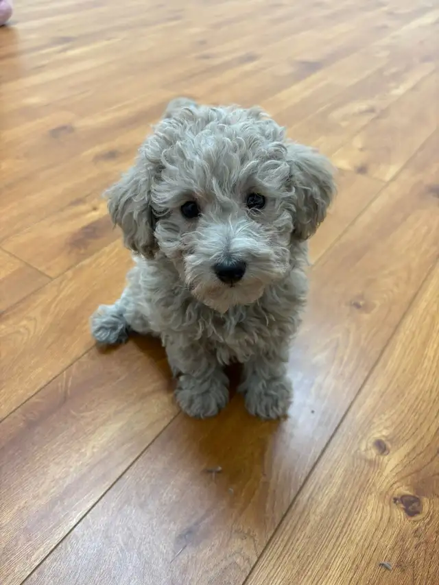 Maltipoo Puppies - Photo 2