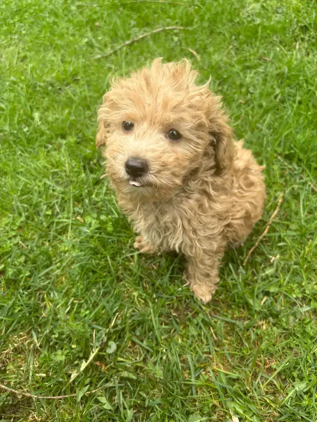 Maltipoo Puppies - Photo 3